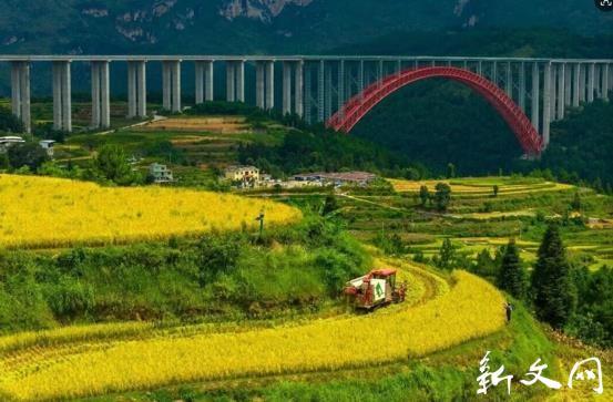 贵州省罗甸县酵素种出“富硒米” ，亩产突破1500斤